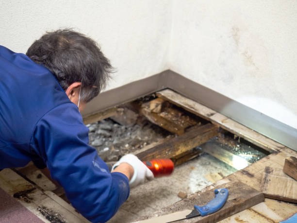 Best Mold Removal Specialists  in South Pottstown, PA