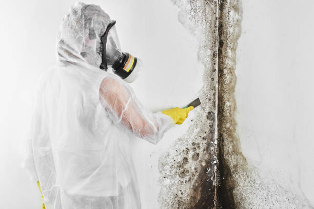 Trusted South Pottstown, PA Mold Removal Experts
