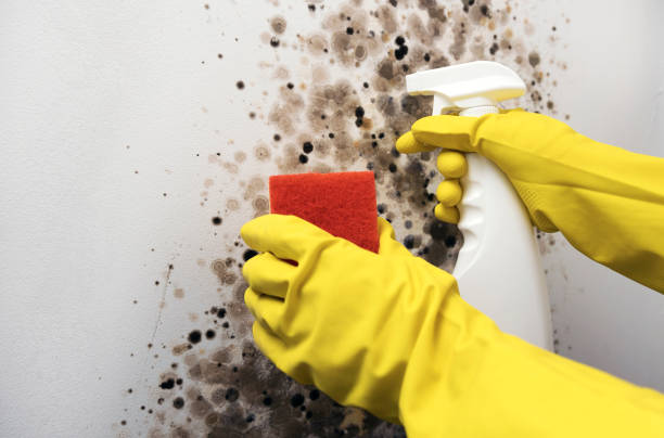 Best Professional Mold Removal  in South Pottstown, PA